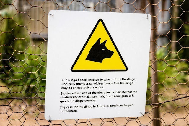 El Cerco del Dingo: una cerca para perros de 5.600 kilometros en Australia