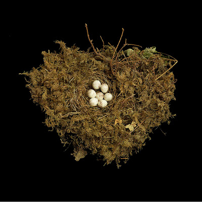 [Image: bird-nests-sharon-beals-18.jpg]