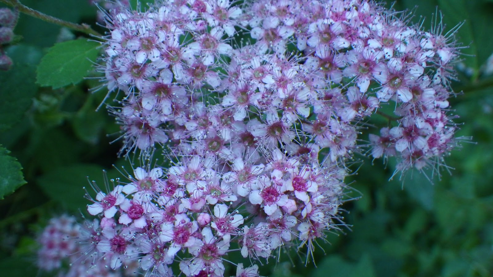 Nadezda S Northern Garden Grefsheim Spirea