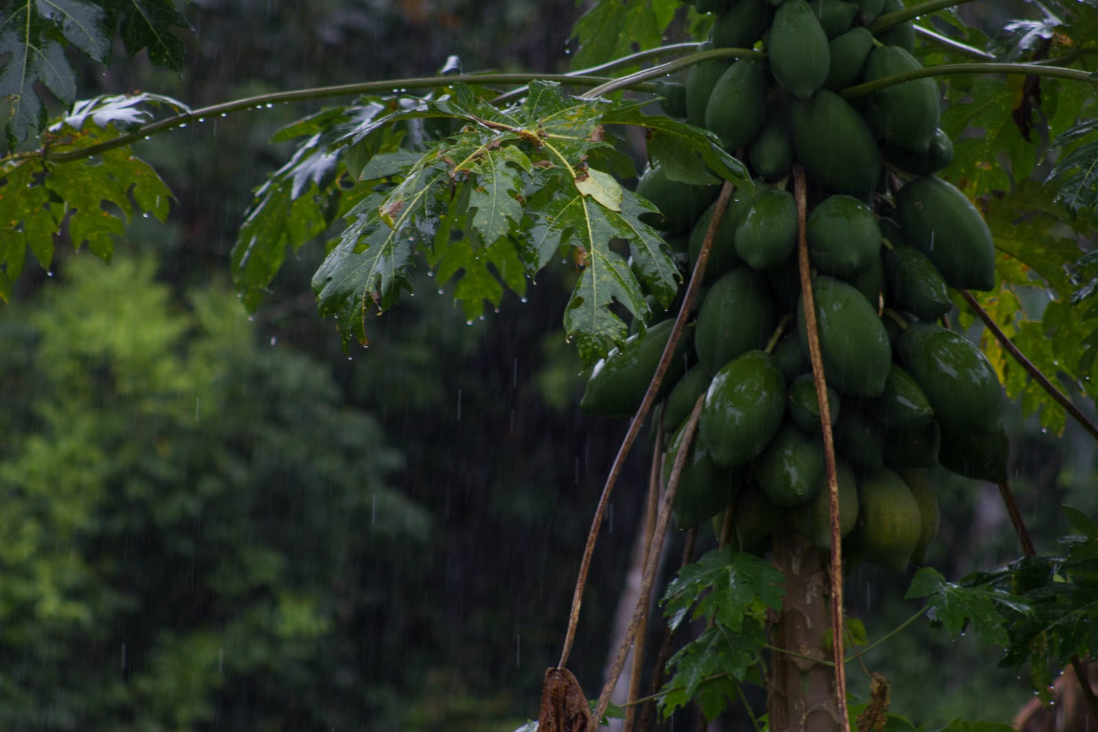 Loving Life With Cass THE AMAZON!