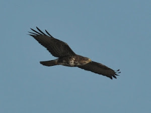 Buzzard