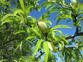 Almonds growing in Provence