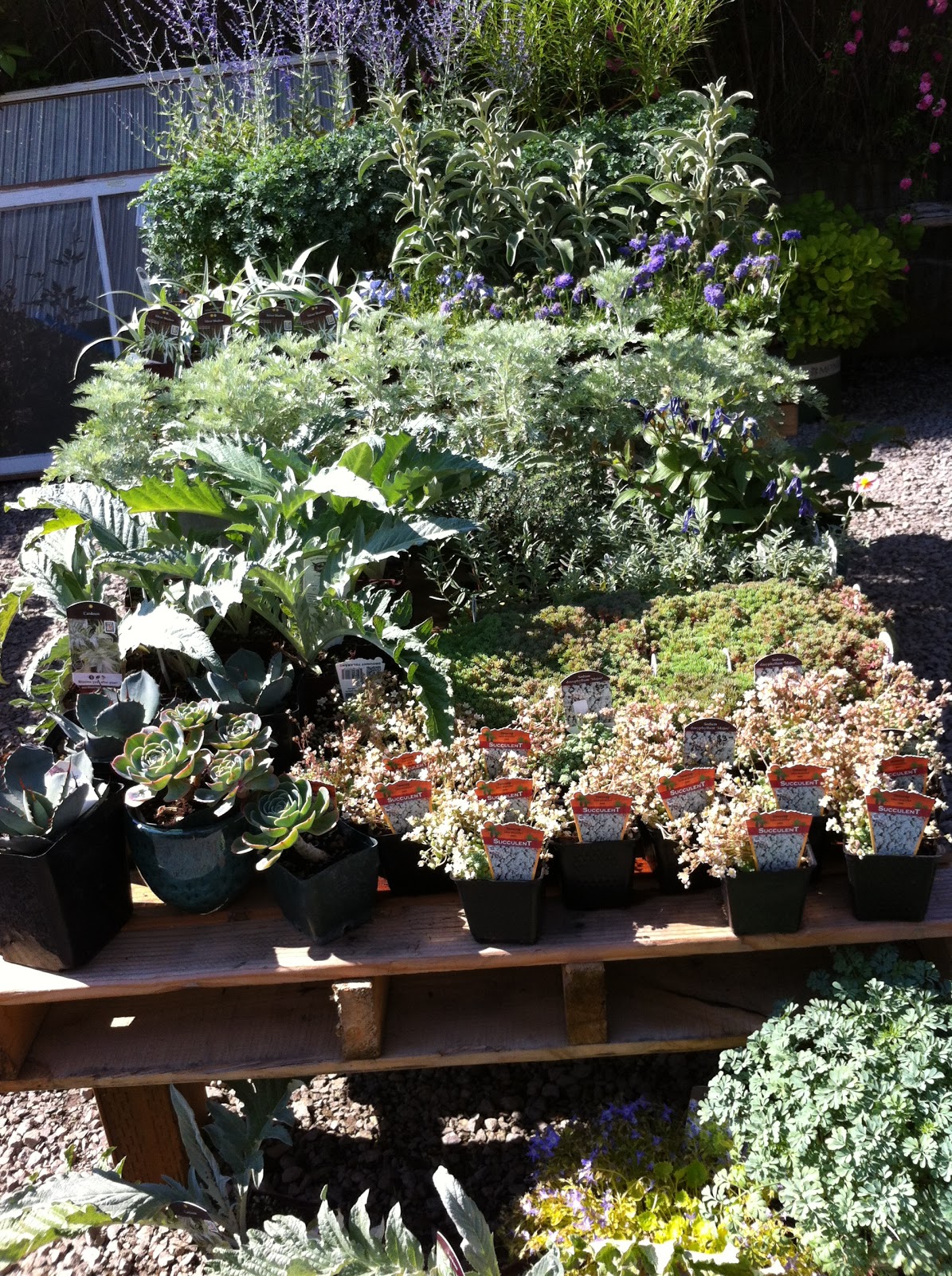 Bell and Star Thicket Nursery In Portland