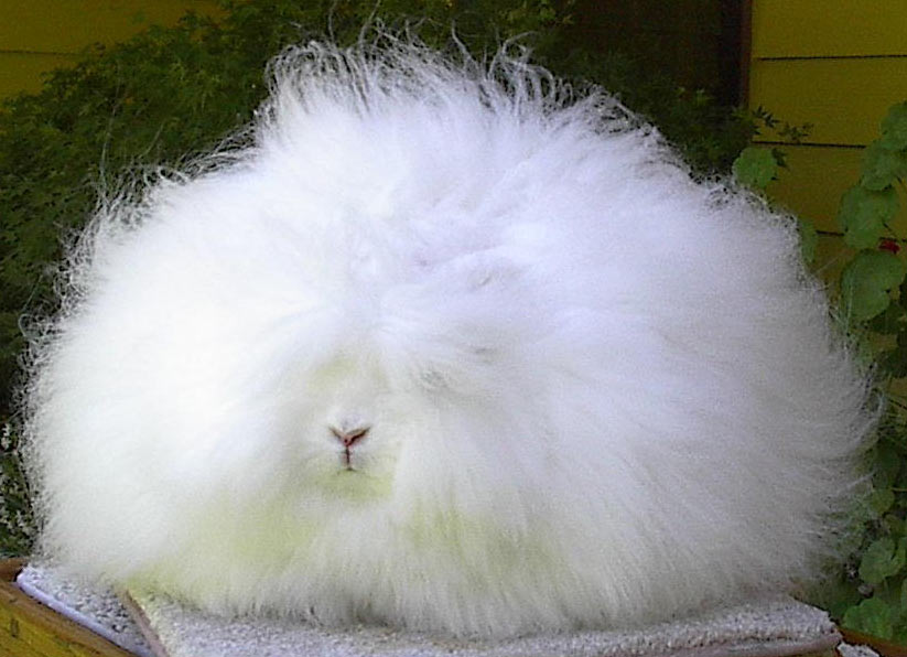 Angora rabbits Incredible Dot Com