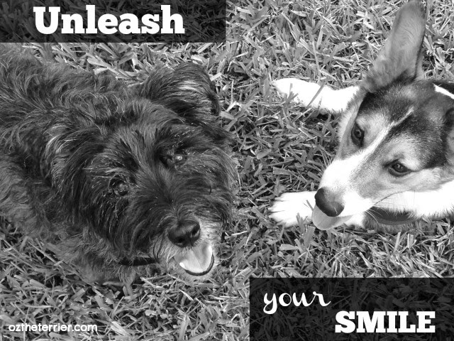 Unleash your smile in the #SmilesUnleashed instagram contest by Unleashed by Petco