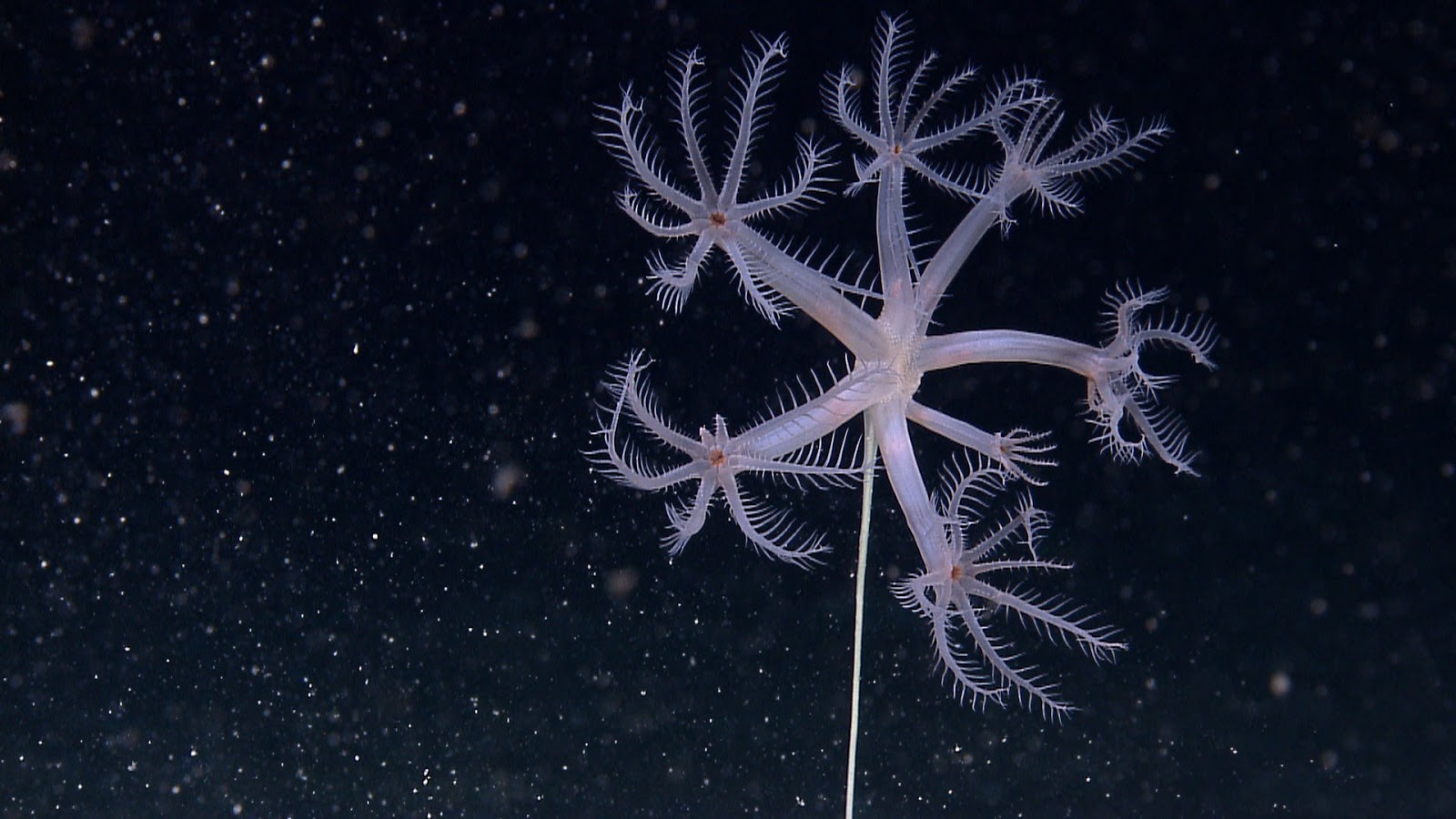 real monstrosities umbellula