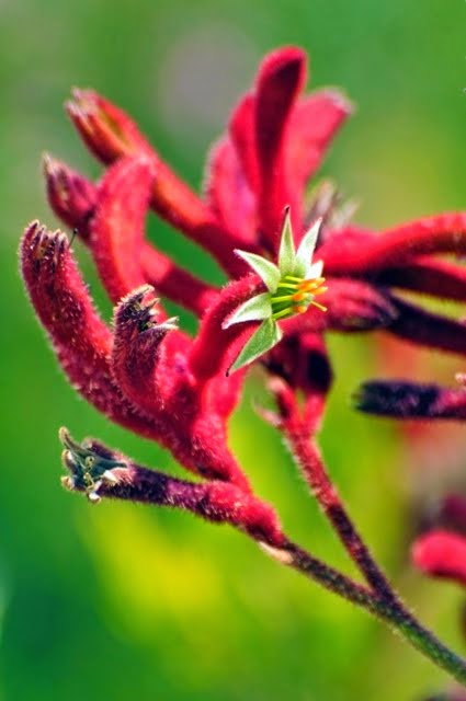 Red Kangaroo Paw 004