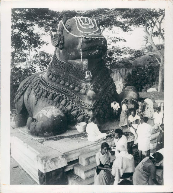 Holy+Statue+of+Bull+(Nandi,+the+Mount+of+God+Shiva)+++-+Mysore,+Karnataka+1971