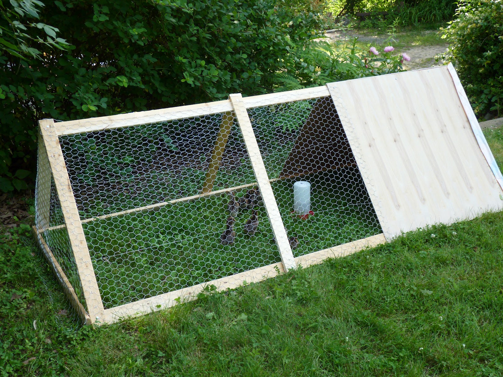 At the Butterfly Ball Building an A Frame chicken "tractor" coop