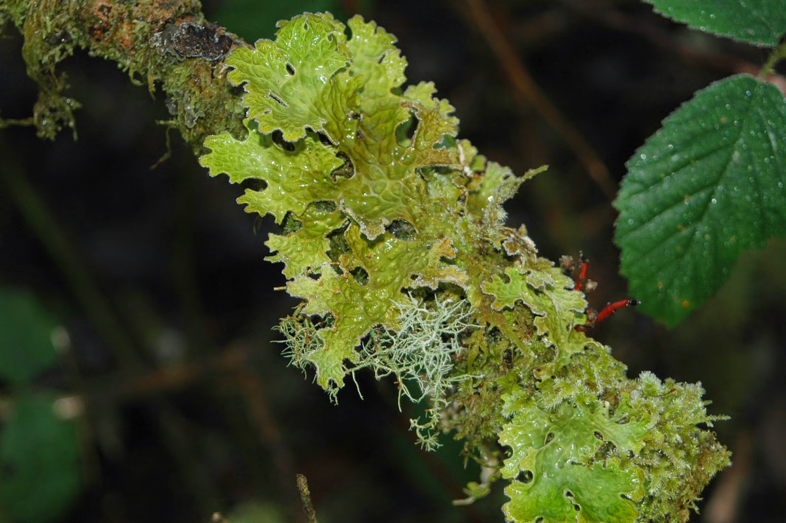 Markree Wool Craft Lichen Dye