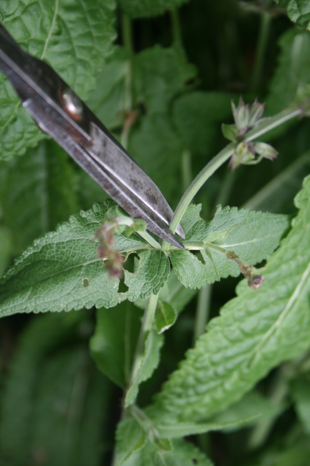 The Flower Bin Summer Salvia Care