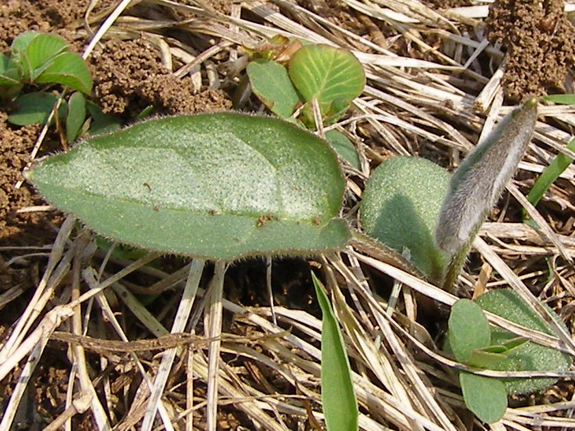 purple coneflower seedlings planing in fall in zone 6 purple coneflower seedlings planing in fall in zone 6