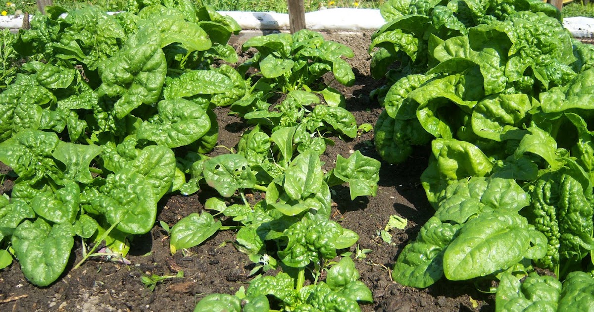 At Home On The Farm...: Biodynamic Gardening