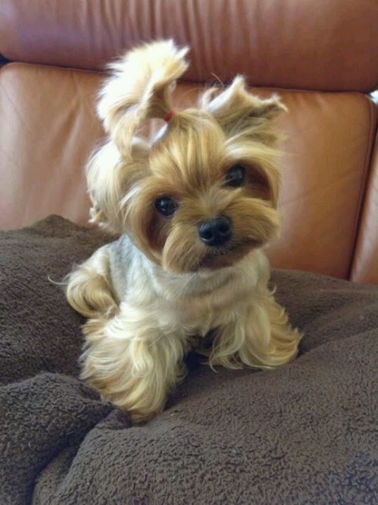 Pet's We Love Top 10 Best Lap Dog Breeds