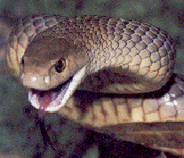 Australian Eastern Brown Snake