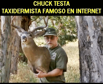 taxidermista meme ciervo