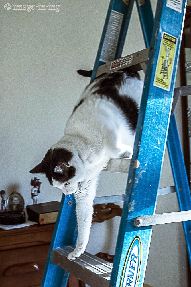 imageining Cat on a ladder