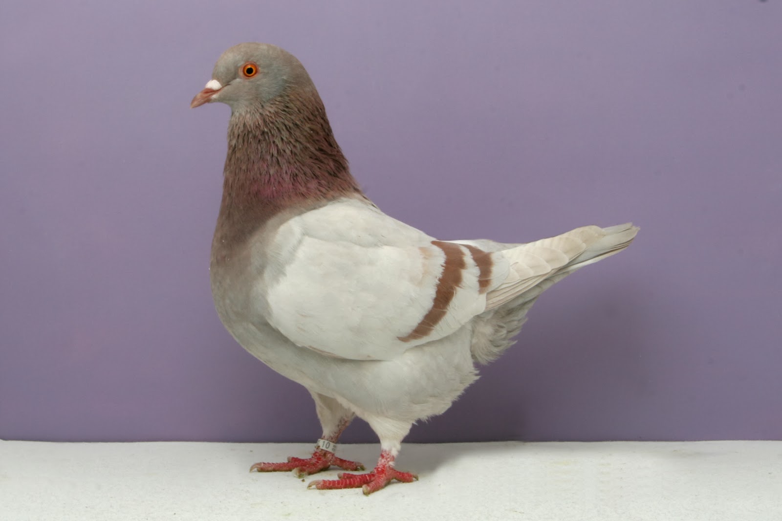 Fancy Pigeon Breeds: Texan Pioneer.