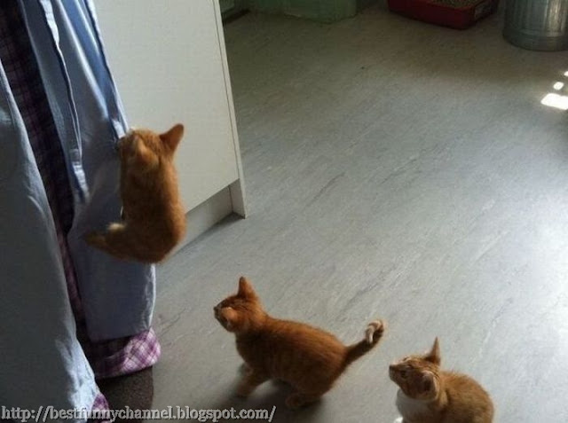 Three funny kitten and curtains