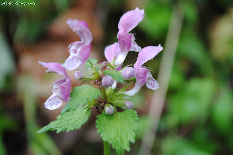 Betónica-bastarda - Melittis melissophyllum