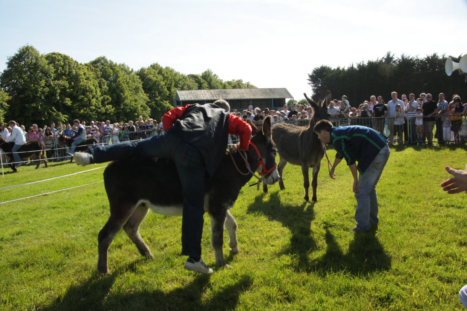 Peach and Thistle Ireland! Donkey Derby!!