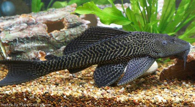 Ternyata Ikan Sapu Sapu Dan Ikan Aligator Dilarang Di Indonesia Flora Dan Fauna