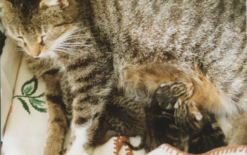 Licht Im Kuddelmuddel Der Blog Zum Deutschlernen 2012