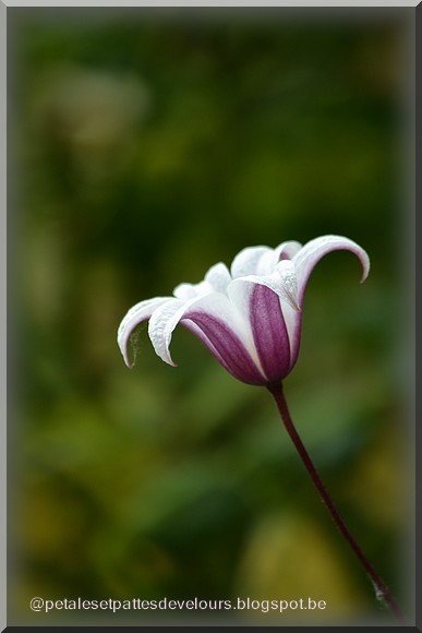 Derriere Les Murs De Mon Jardin Le Temps Des Hydrangeas
