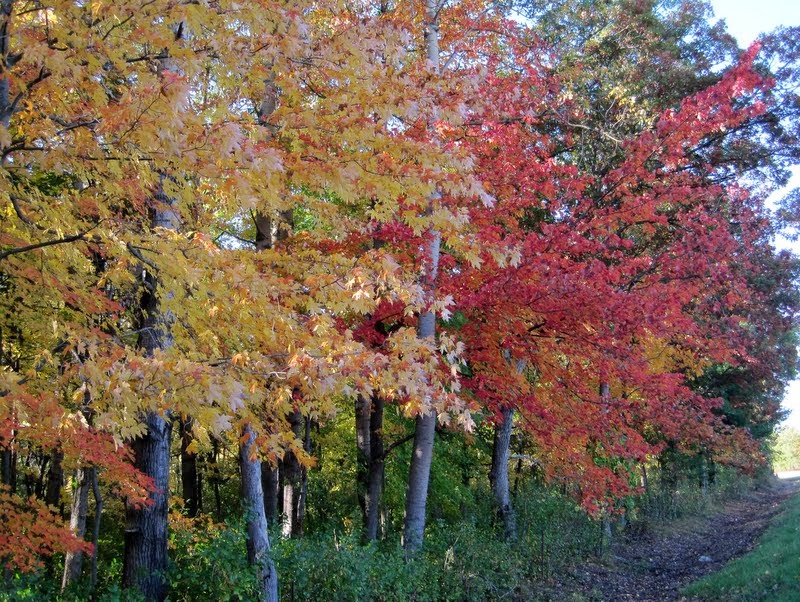 Mr. Micawber's Recipe for Happiness: Among the Maples