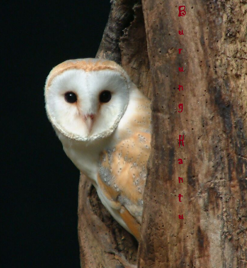 Burung Hantu Spesies bubo