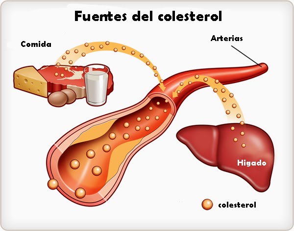 El colesterol