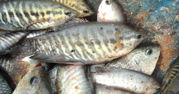 Mata KaiL Indo: Memancing Ikan Sepat