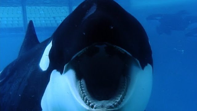 Blackfish Tilikum Orca