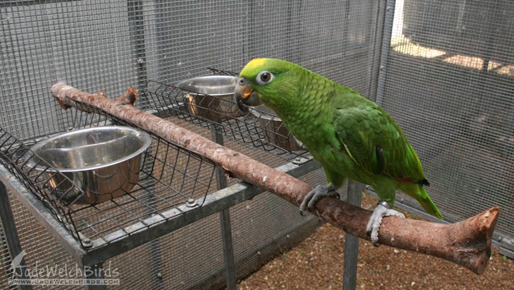 scrap wire nest hole cover jade welch birds jadewelchbirds.com amazon food water bowl holders