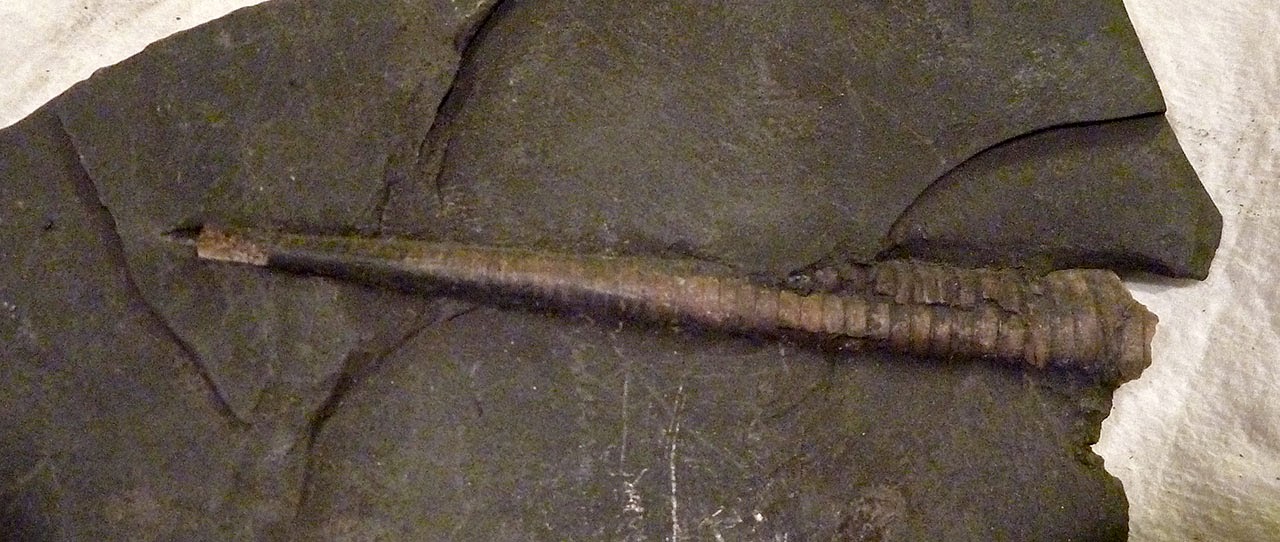 Louisville Fossils and Beyond Coal Mine Cephalopod Fossil