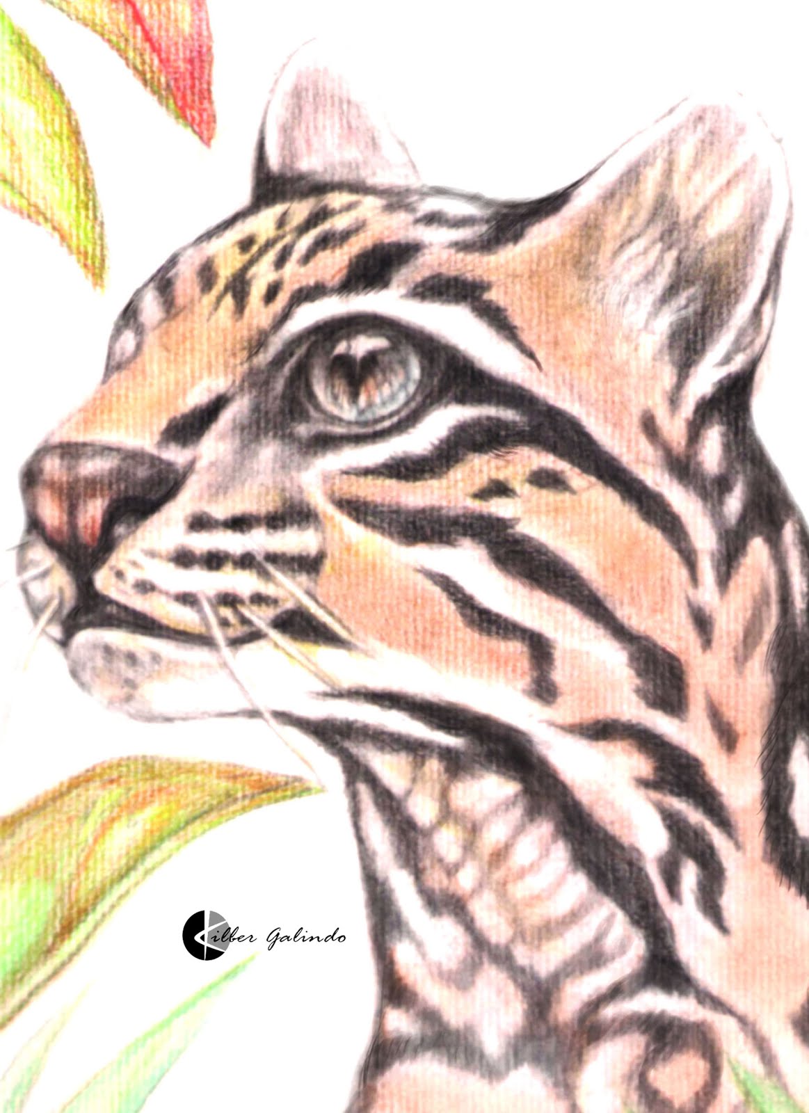 Cunaguaro Kilber Bibian Galindo Fernandez