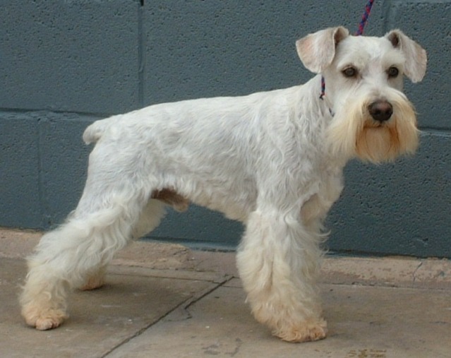 Cute Puppy Dogs: White Miniature Schnauzer Puppies