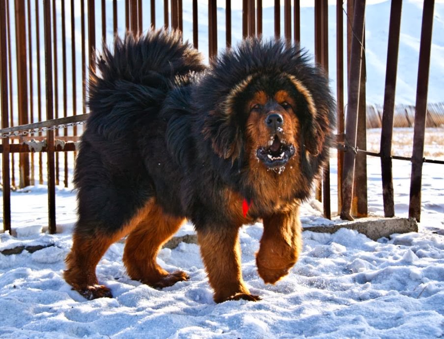 The 20 Cutest Pictures of Tibetan Mastiff Dogs The Stuff Makes Me Happy
