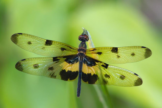 Rhyothemis Variegata