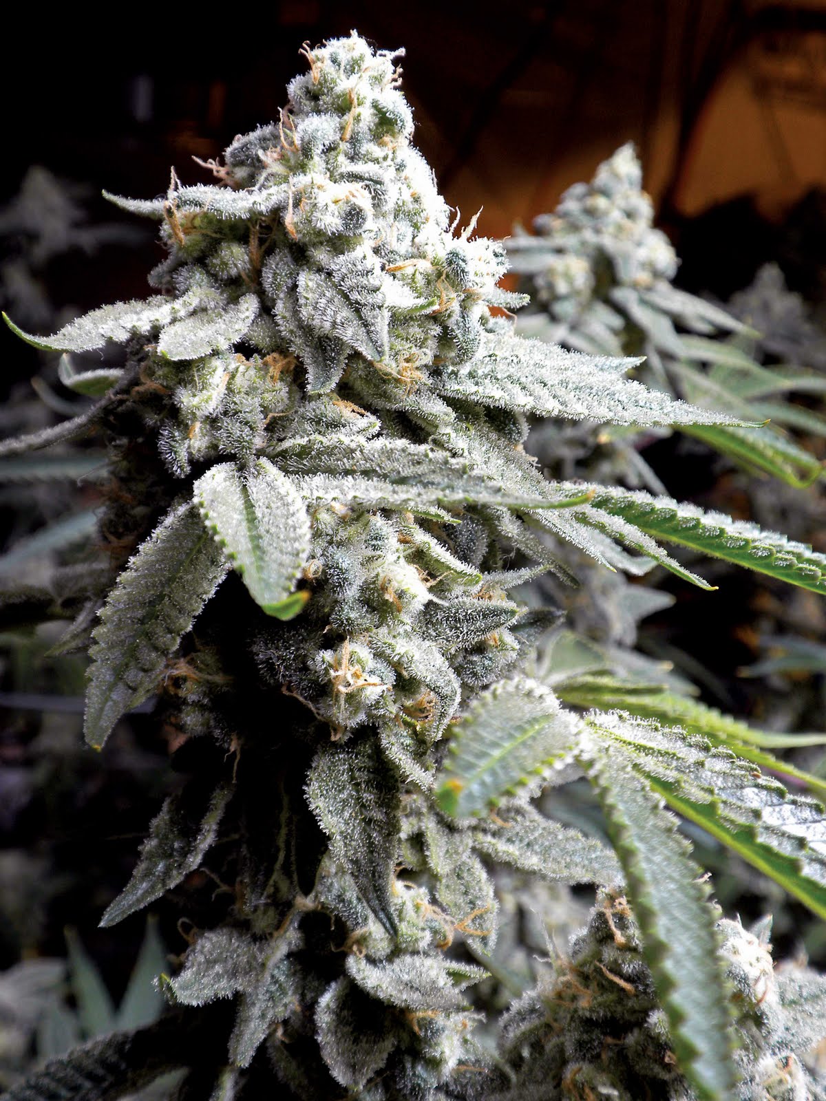 Cannabis Indica The Essential Guide Grape Stomper by Gage Green