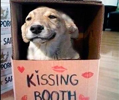 doggy kissing booth