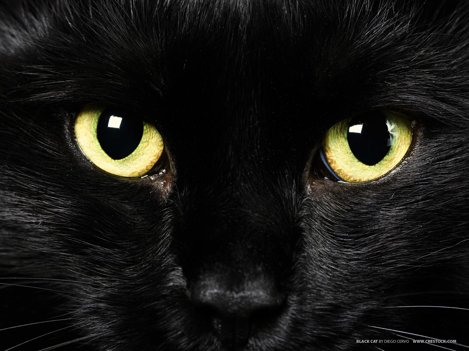 Welcome To My Blog Black Cats Symbol Of Good Luck Or Bad Luck