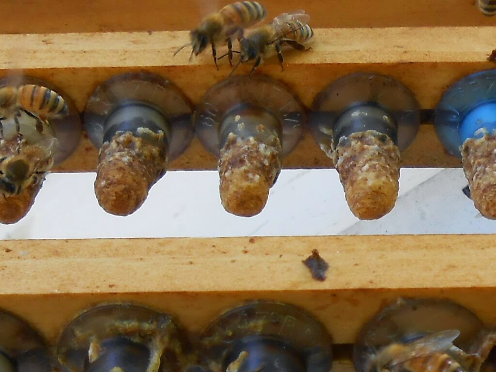 Queen Rearing With A Cell Starter (Kit)