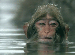 funny-animated-gif-monkey-wash-002.gif