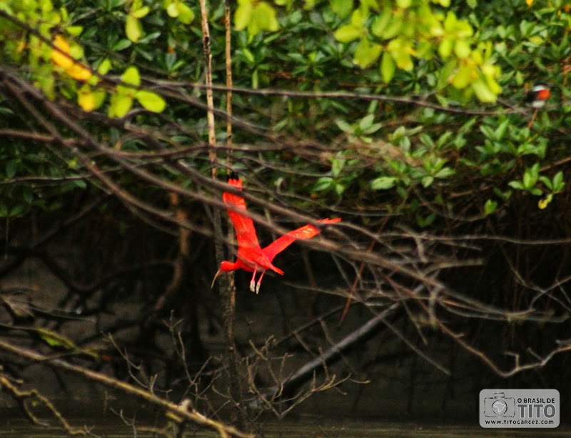 Guará (Eudocimus ruber) voa por entre o manguezal na ilha de Maiandeua (Algodoal), no Pará - Por Tito Garcez Guará (Eudocimus ruber) voa por entre o manguezal na ilha de Maiandeua (Algodoal), no Pará