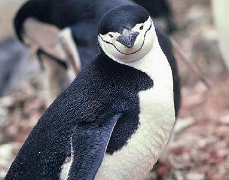 Chinstrap Penguin | Cute Photos-Images | The Wildlife