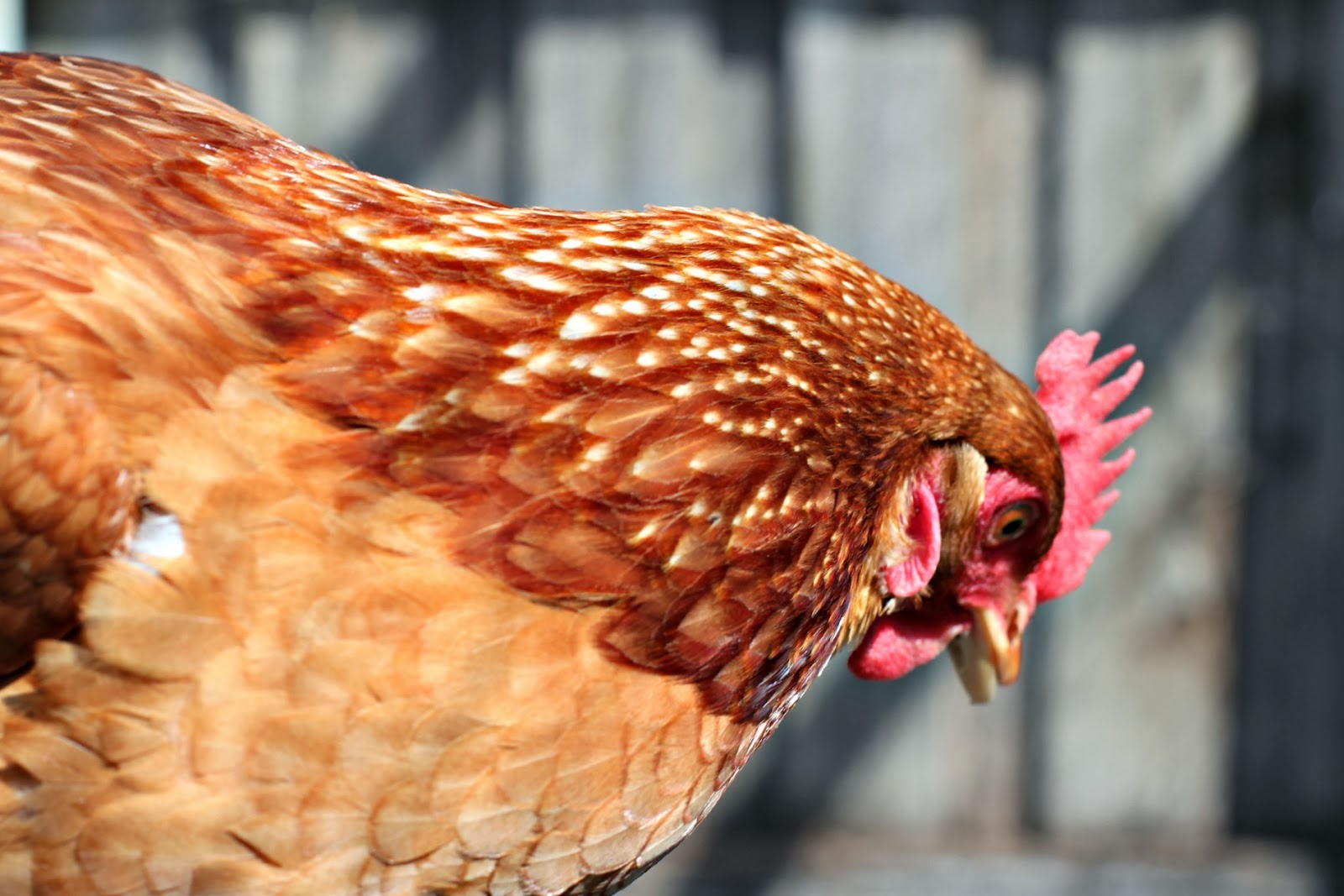 Milk and Honey Egg, Bacon and Potato Pie