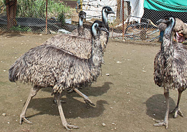 Emu birds in a farm