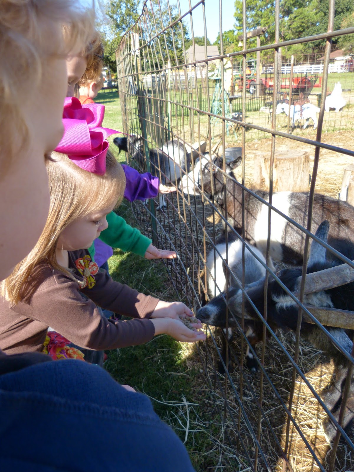 Paula's Primary Classroom Lowes Miniature Farm Field Trip!