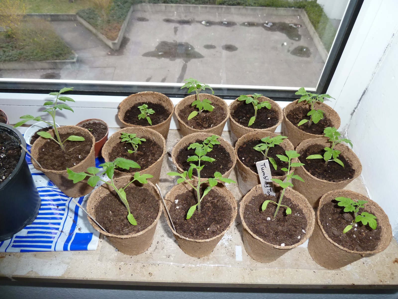 Gemüse & Naschen Entwicklung der Tomatenpflanzen